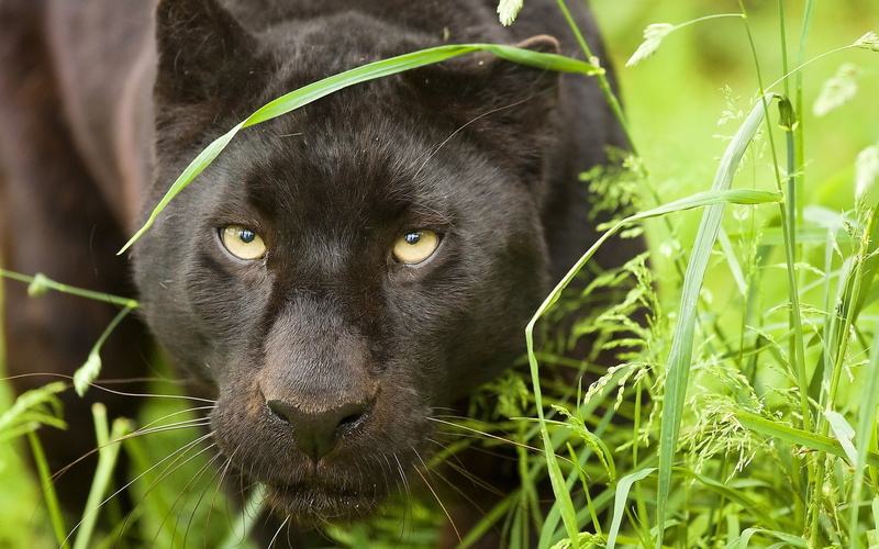 leopard, eyes, panther, panthera, mustache, face, 1080P, predator