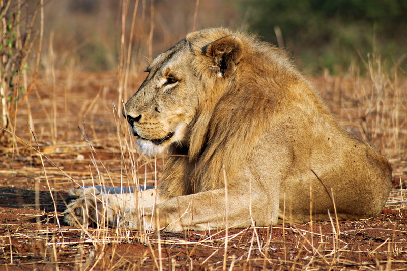 safari Animals, Felidae, Africa, Panthera leo, outdoors, mammal, majestic, lioness, Ruaha National Park, lion - Feline, large, Chordata, national Park
