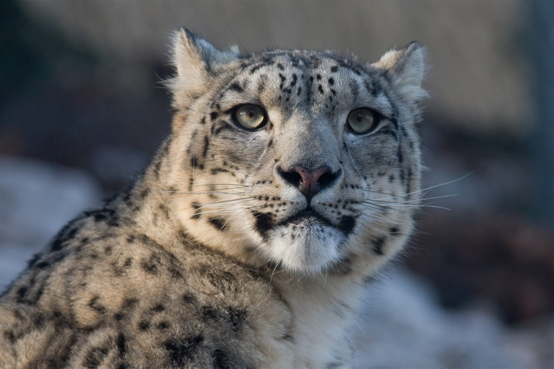 day, cheetah, panthera uncia, carnivora, portrait, animal head, one animal, animals in the wild, snow leopards, feline, leopard, animal body part, cat