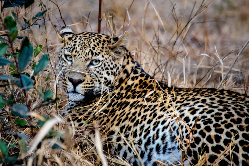 big cat, nature, predator, undomesticated cat, carnivore, vertebrate, whiskers, fur, animal wildlife, danger, animal themes, warning sign, grass, spots