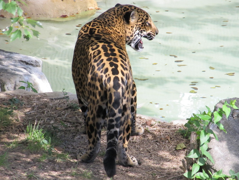 carnivora, big cat, wildlife, near threatened, animal wildlife, looking, vertebrate, predator, panthera onca, land, captivity, hunter, cat, safari animals