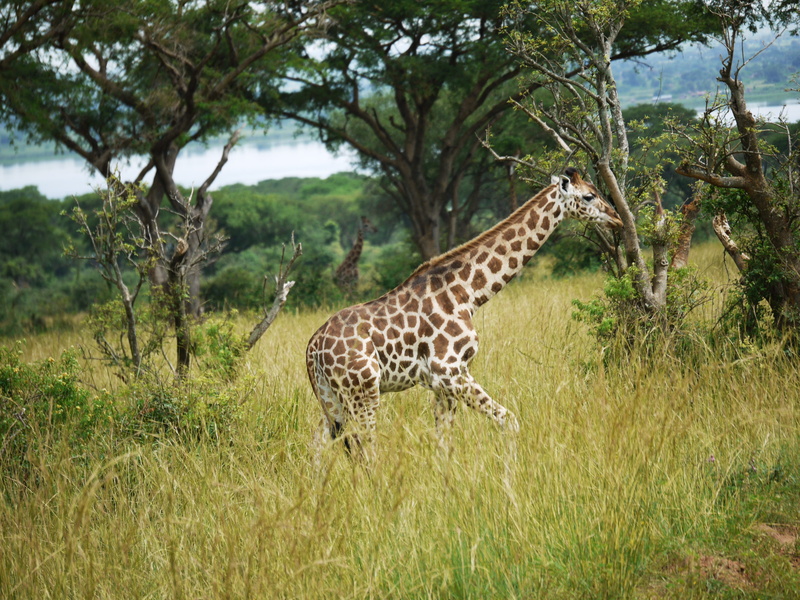 giraffes, africa, 4K, animal themes, animal neck, savannah, one animal, paarhufer, animal markings, giraffa camelopardalis rothschildi, uganda, vertebrate
