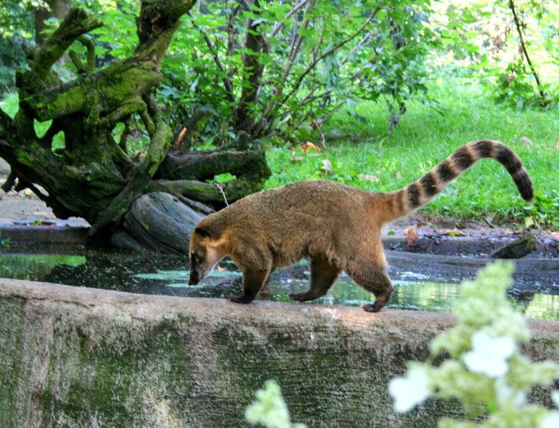 outdoors, day, land, animal, vertebrate, outdoor enclosures, raccoon, animals In The Wild, tree, one animal, forest, nature, green color, no people, head