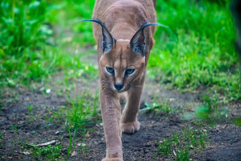 cat, vertebrate, no people, domestic animals, stalking, focus on foreground, grass, animal, feline, looking at camera, mammal, outdoors, 4K, portrait