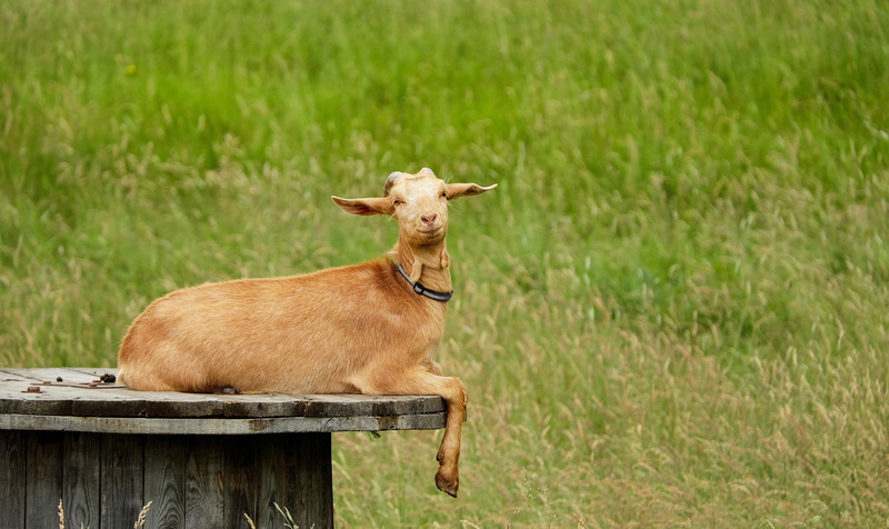animal themes, goat, domestic animals, domestic, lying, grass, one animal, cattle, animal wildlife, dog, vertebrate, brown, farm, animal enclosures, land