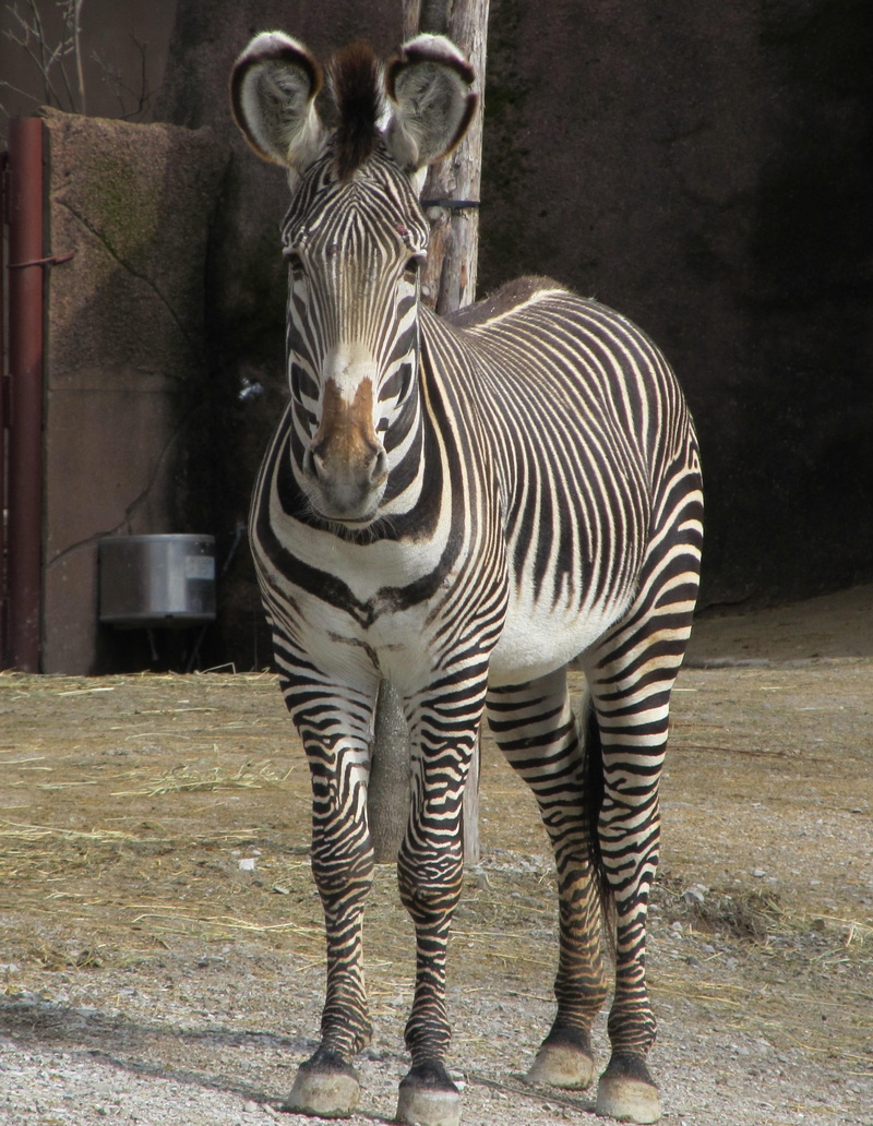 enclosure, day, whisker, full length, 2K, animal wildlife, vertebrate, pattern, one animal, nature, domestic animals, design, mammal, horse, head, animal themes