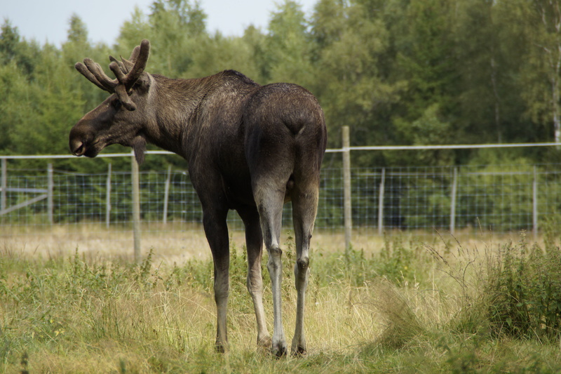 tree, one animal, fence, full length, day, outdoors, herbivorous, grass, moose, plant, standing, field, mammal, livestock, bull moose, enclosure, vertebrate