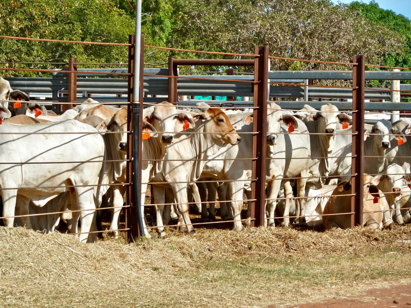 mammal, group of animals, animal themes, cattle, domestic, enclosure, feed lot, day, herbivorous, no people, animal, plant, medium group of animals, boundary