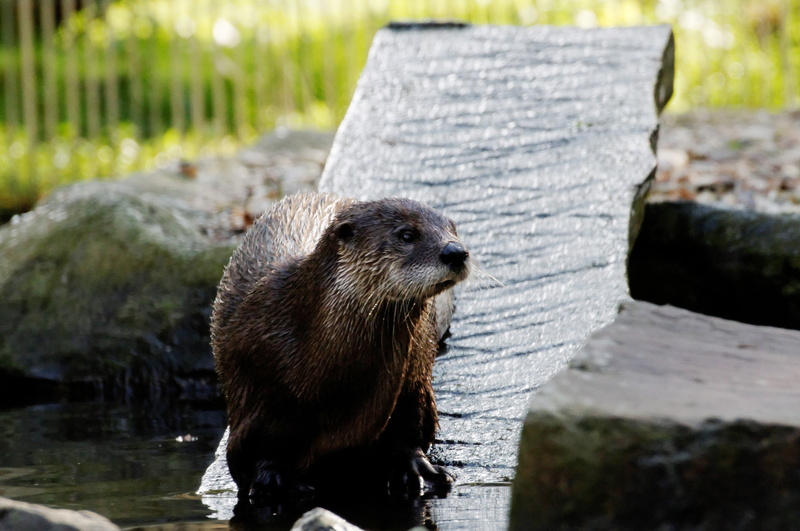 animal wildlife, zoo, underwater, focus on foreground, animals in the wild, 4K, animal head, otter, enclosure, rock - object, board, day, whisker, outdoors