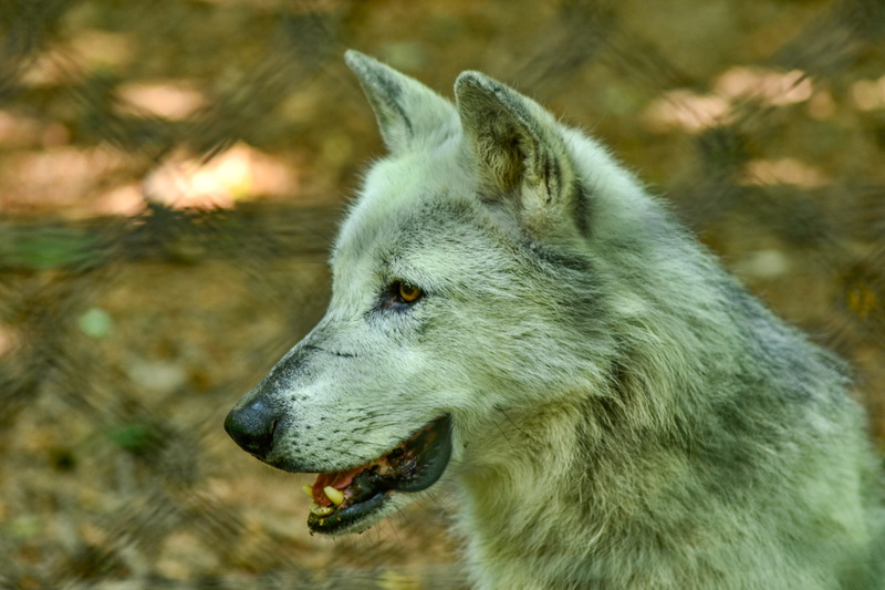 no people, close-up, animal mouth, domestic, focus on foreground, animals in the wild, animal head, vertebrate, animal, pets, mammal, looking away, dog