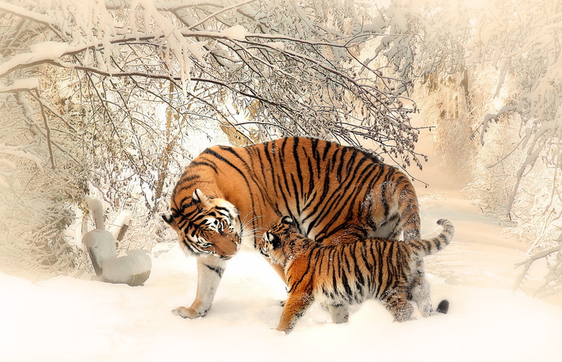 no people, mammal, covered, outdoor, panthera tigris altaica, standing, animal, family, play, tiger, near, one animal, cold temperature, snowing, orange