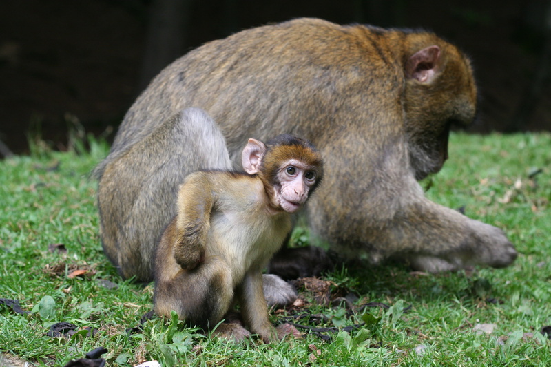 mammal, group of animals, care, animal family, young animal, animal world, togetherness, monkey, 2K, outdoors, sitting, vertebrate, baby, animals in the wild