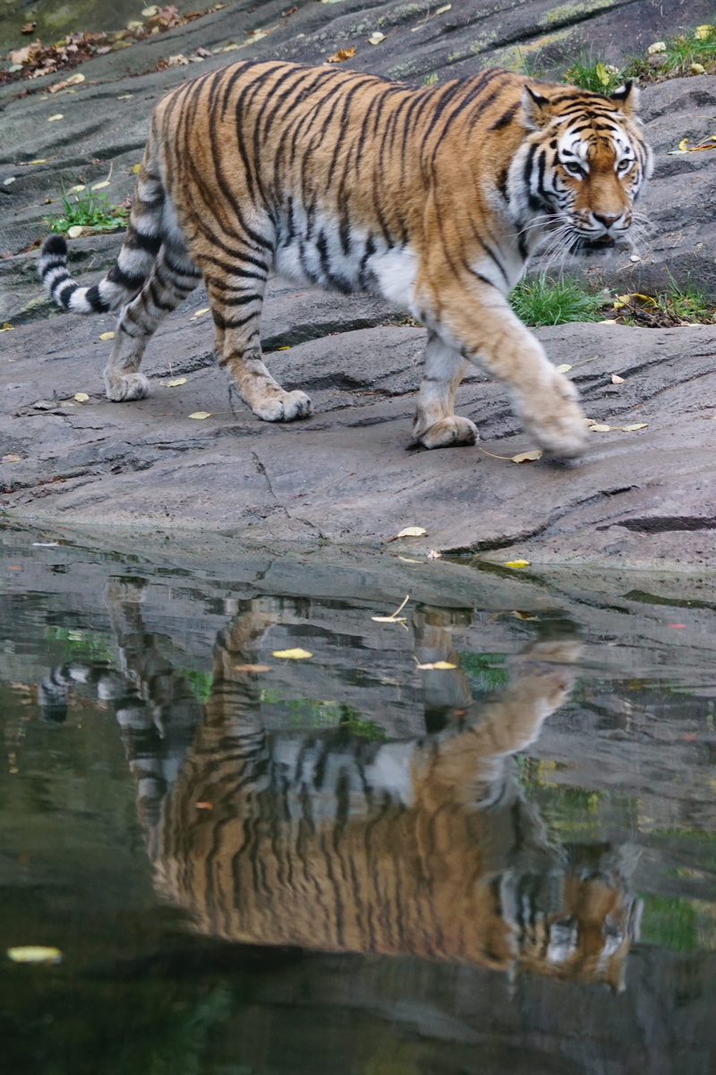 day, tiger, daytime, dangerous, white, siberian, water, floor, cat, vertebrate, predator, feline, animal themes, 5K, animal, nature, orange, mammal, carnivores