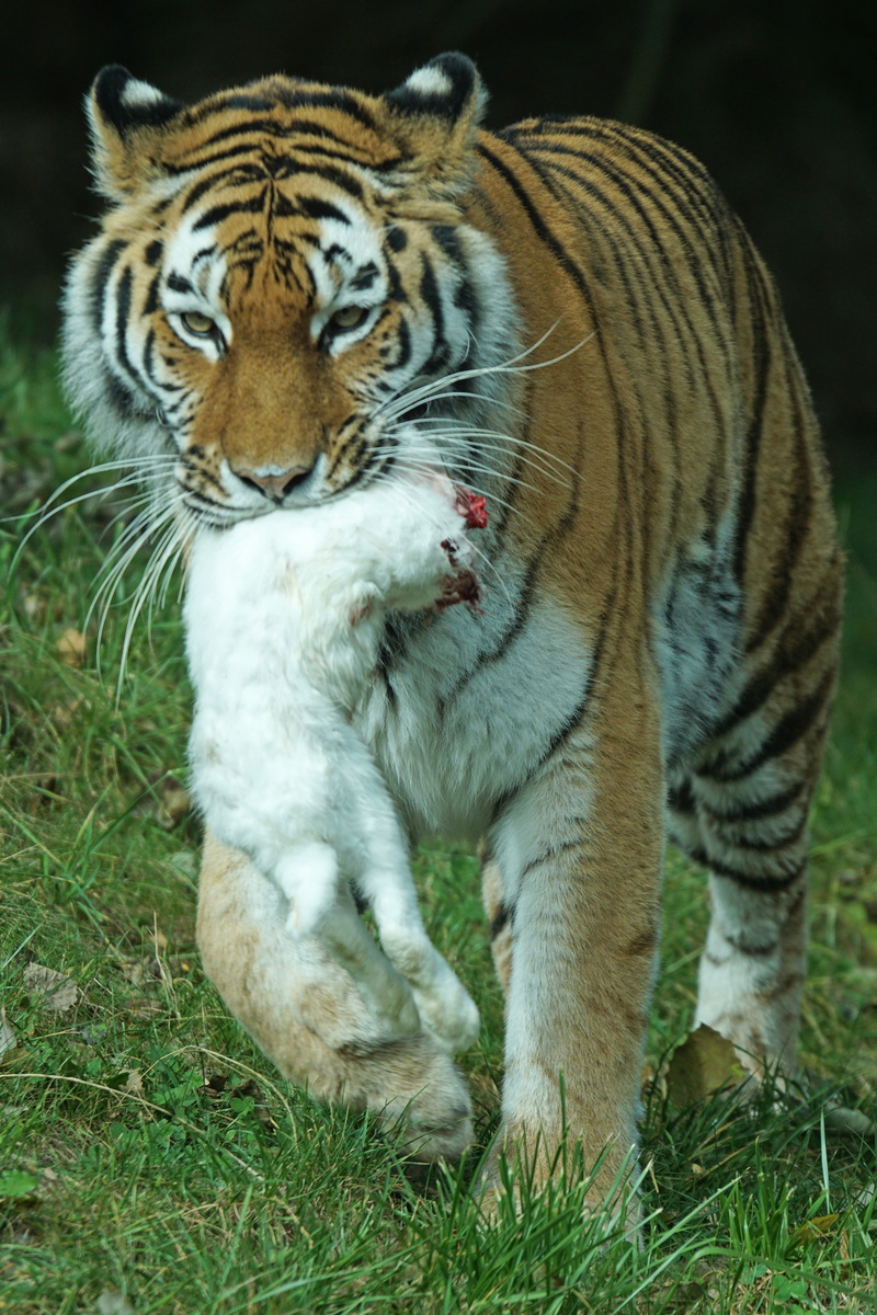 undomesticated Cat, carnivore, food, animal head, carnivora, 5K, one animal, whisker, mammal, tiger, animal wildlife, bengal Tiger, animal themes, siberian