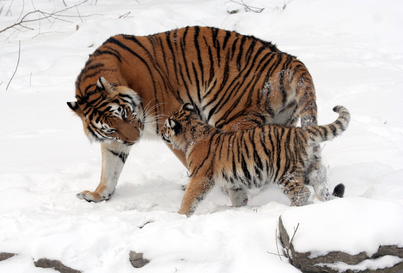 undomesticated Cat, animal themes, nature, panthera, no people, snow, domestic animals, cold temperature, altaica, 2K, winter, mammal, animal wildlife