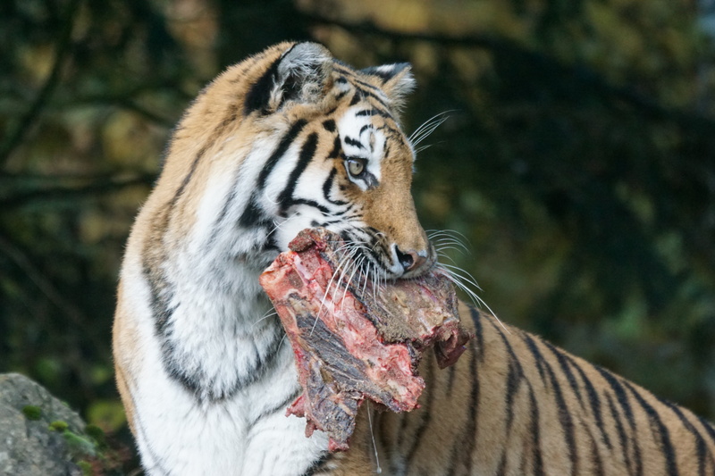 food, mammal, siberian, animals hunting, animal teeth, carnivore, one animal, animal, big Cat, survival, no people, prey, tiger, danger, 5K, animal mouth