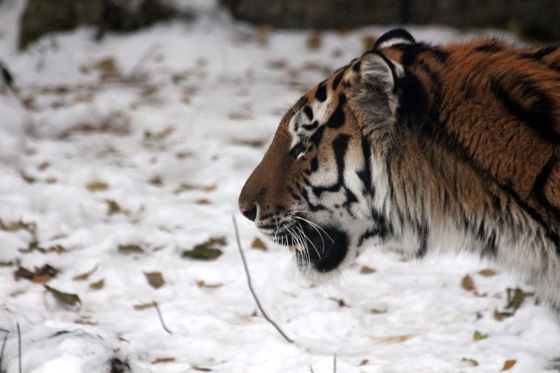 dangerous, big cat, feline, panthera tigris altaica, vertebrate, animals in the wild, grass, beast, animal head, tiger, day, wild cat, animal wildlife