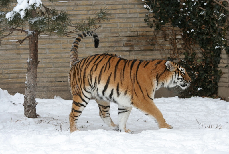 animal wildlife, zoo, mammal, carnivore, plant, animals in the wild, 2K, predator, tree, snow, stripes, winter, endangered, feline, one animal, panthera tigris altaica