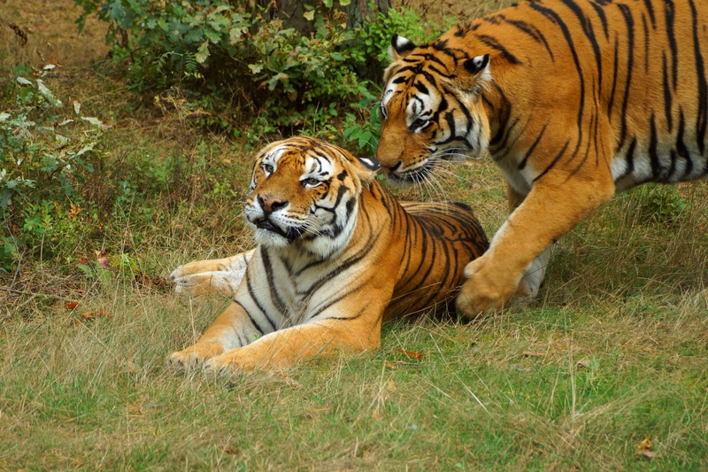 land, snuggle, panthera tigris altaica, cat, 1080P, no people, nature, carnivora, plant, vertebrate, outdoors, grass, tiger, serengeti, two animals, animals in the wild