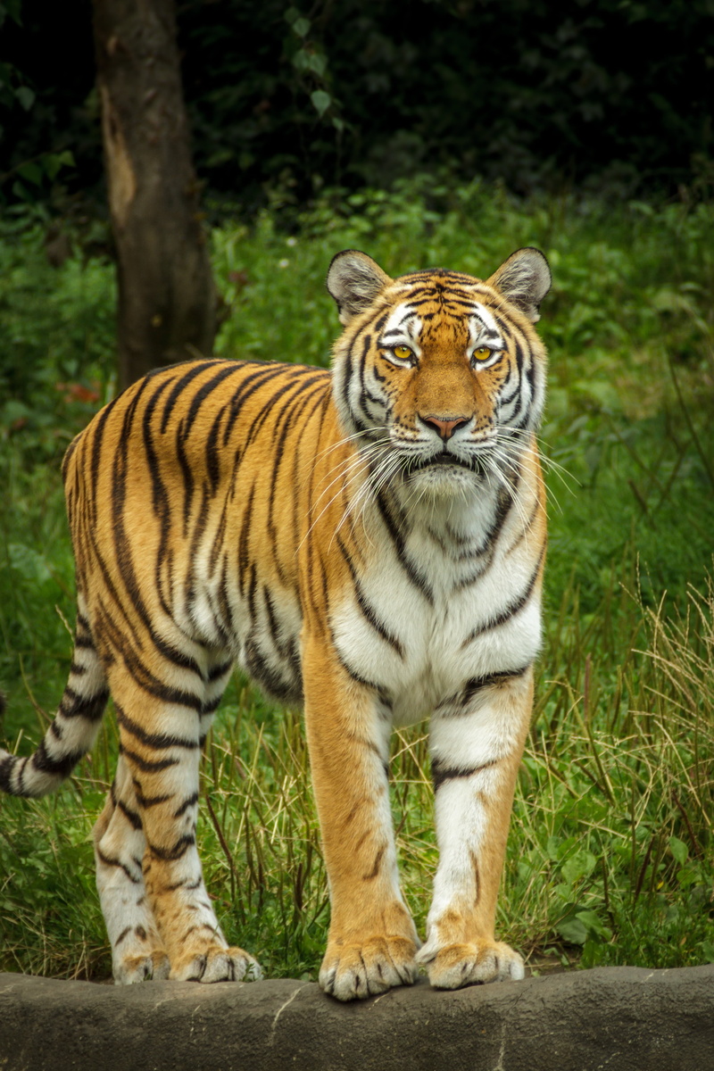 no people, cat, black, whisker, day, hagenbeck, view, daytime, photo, danger, outdoors, one animal, brown, feline, amurtiger, bengal Tiger, 4K, domestic animals