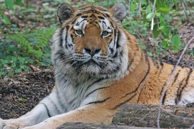 portrait, animals in the wild, animal, cat, vertebrate, amurtiger, no people, outdoors, carnivora, one animal, mammal, 5K, whisker, animal themes, feline