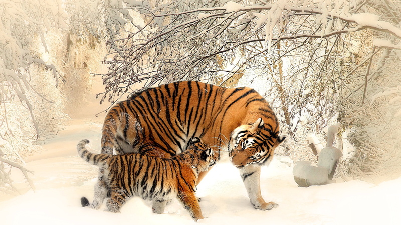 Winter, 4K, 4K, Snow, Cub, Tiger
