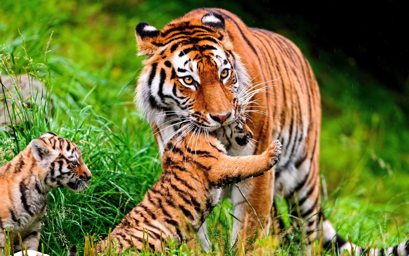 love, angel, 2K, tiger, mother, cubs, care