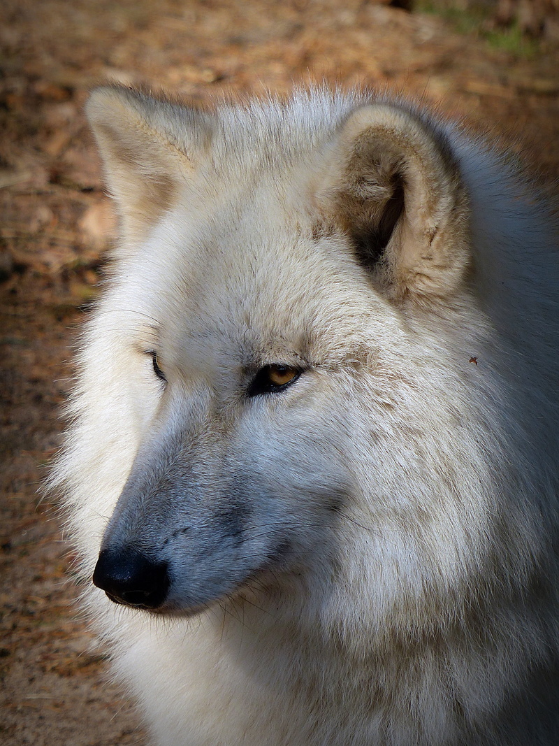 pets, animal body part, focus on foreground, profile view, outdoors, white, close-up, carnivores, predator, forest dwellers, hundeartig, shallow, mammal