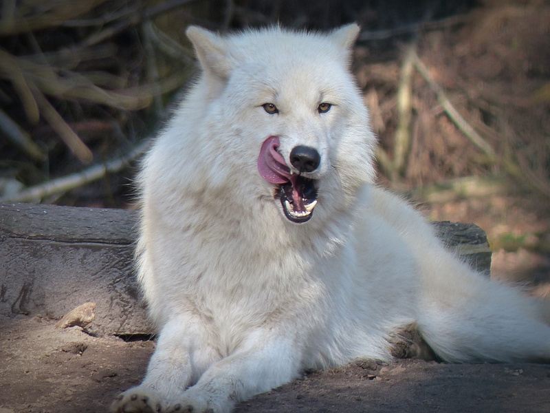 sitting, wolf, land, wild animal, domestic, animal themes, outdoors, predator, animal world, looking away, mouth open, pack animal, animal wildlife, 4K