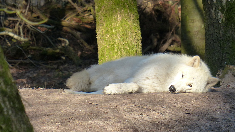 outdoors, hundeartig, animal wildlife, photography, forest dwellers, wildlife, sleeping, tree trunk, cute, animal, world, white color, bear, carnivores