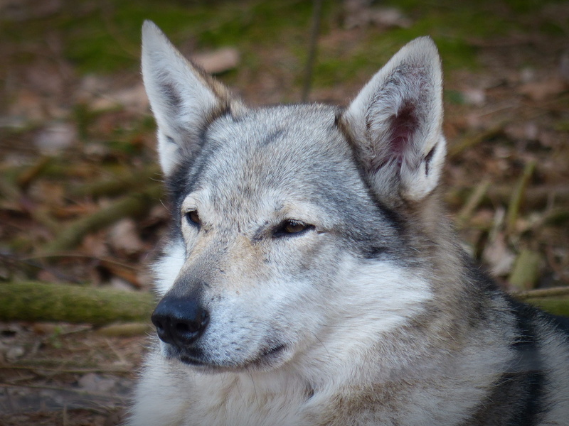 pack animal, day, predator, animal themes, looking away, animal wildlife, wolf, animal world, pets, forest dwellers, animal body part, wildlife photography