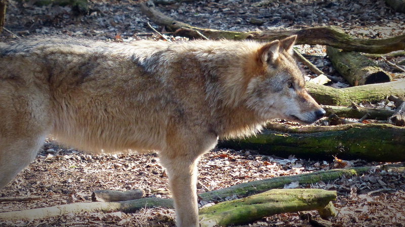 mammal, gray Wolf, plant, Wild Animal, tree, 4K, wildlife photography, carnivore, one animal, vertebrate, animal world, mouth open, animal themes, animals In The Wild