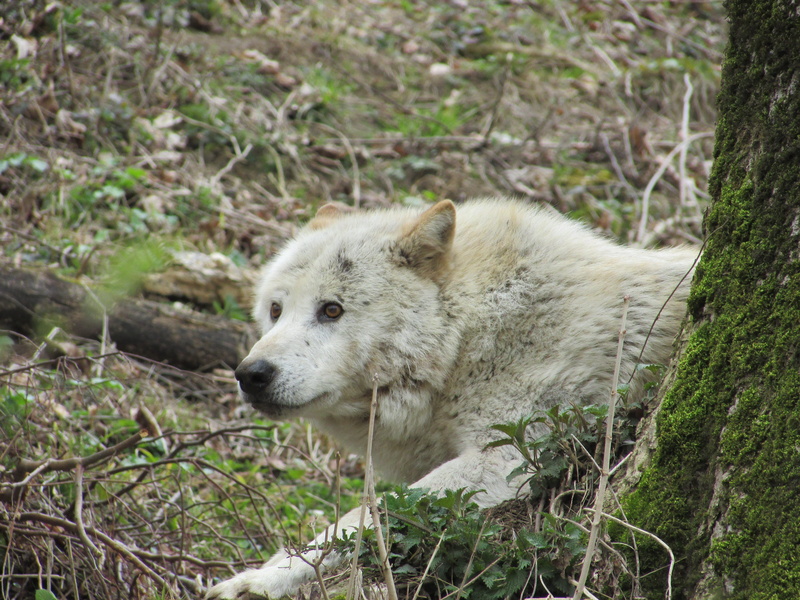 mammal, Enclosure, no people, bear, Wild Animal, animal wildlife, field, plant, one animal, tree, vertebrate, animal head, land, 4K, Wolf, Zoo, outdoors