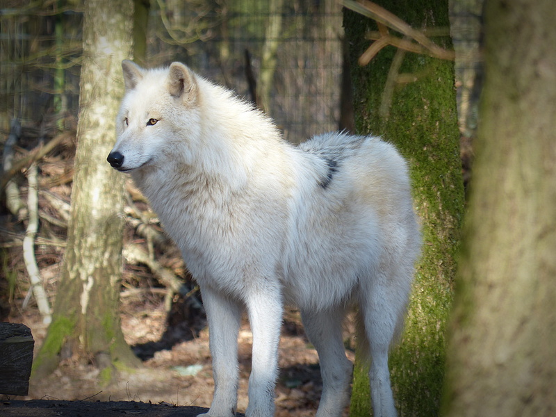 trees, 4K, wolf, endangered, animal, vertebrate, forest, photo, wild animal, carnivores, land, dog, animal world, one animal, looking away, plant, tree