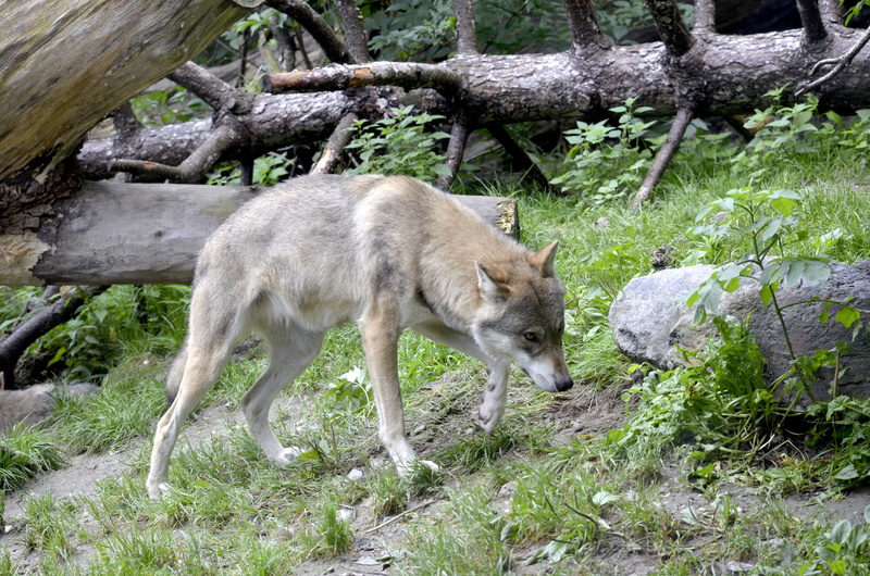 herbivorous, Canis Lupus, day, standing, no people, 4K, deer, one animal, hunter, Wild Animal, field, animal themes, furry, predator, animals in the wild