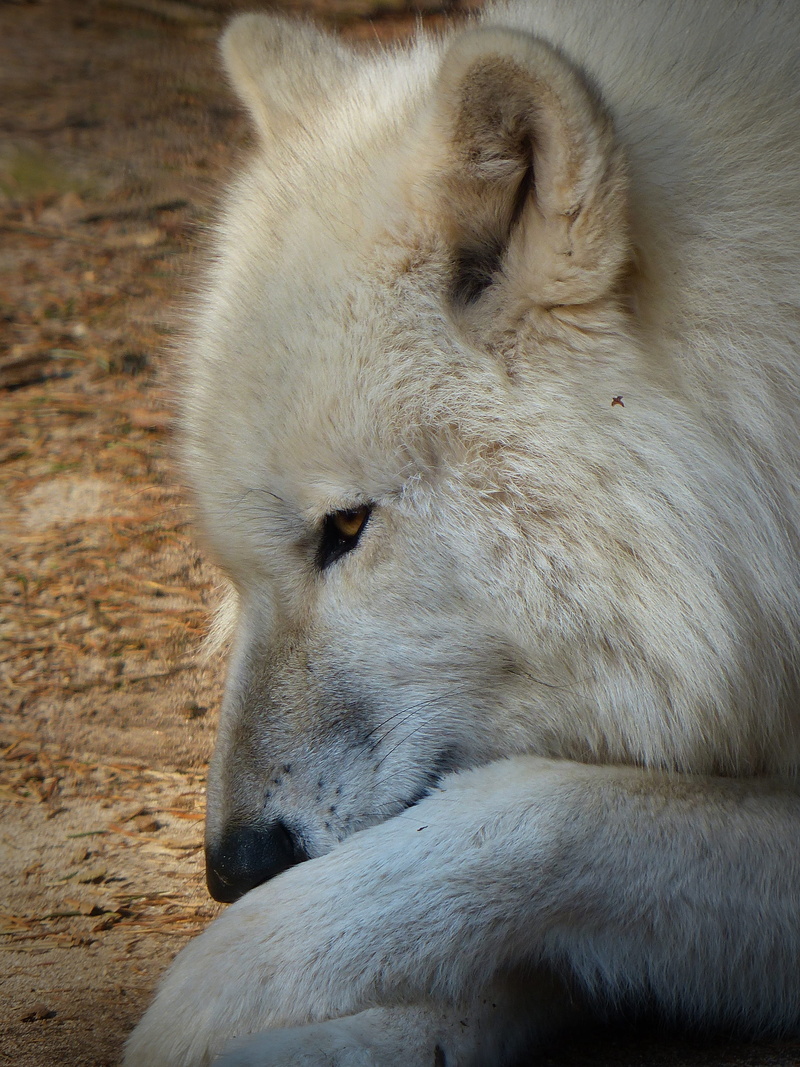 day, cat, domestic, focus on foreground, animal head, animal wildlife, no people, white color, hundeartig, animal, vertebrate, wild animal, carnivores