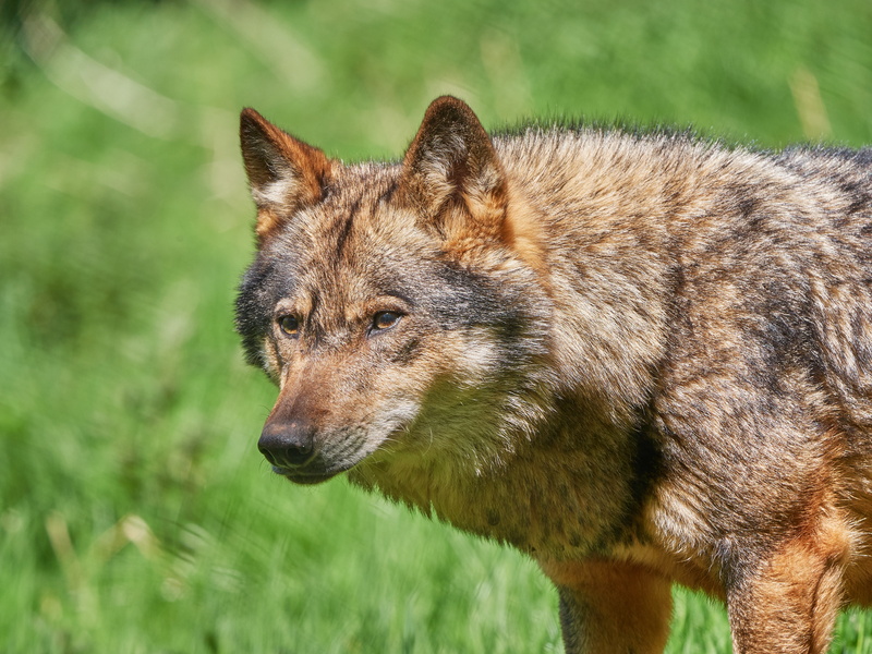 outdoors, wolves, zoo, animals in the wild, canine, dangerous, nature, animal, wolf, view, animal themes, land, snout, wildlife park, pack animal, wild