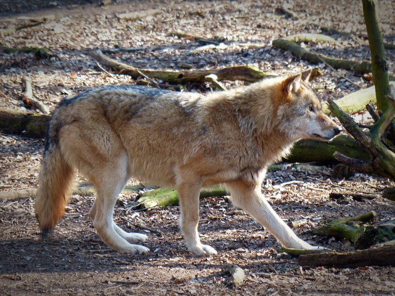 animal world, mammal, nature, outdoors, predator, vertebrate, wolf, standing, land, animals in the wild, pack animal, sunlight, side view, day, animal