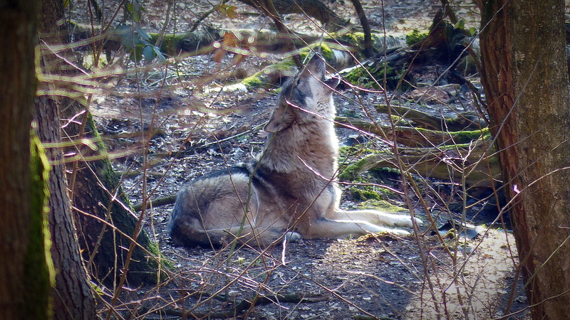 animal, 4K, vertebrate, pack animal, predator, nature, hundeartig, outdoors, forest dwellers, carnivores, endangered, one animal, day, land, relaxation