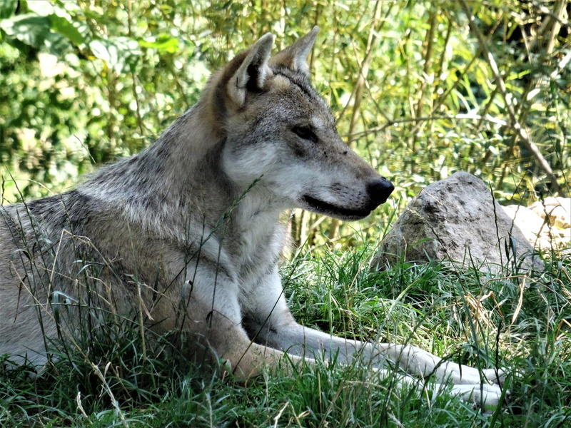 outdoors, plant, growth, grey, field, relaxation, wolf, animal, hundeartig, predator, profile, canis lupus, nature, sitting, day, animal themes, no people