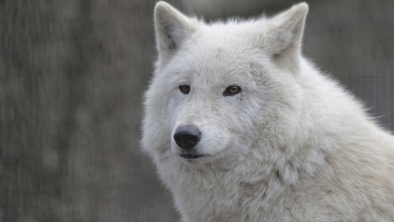 Face, 4K, Portrait, Wolf, White, close