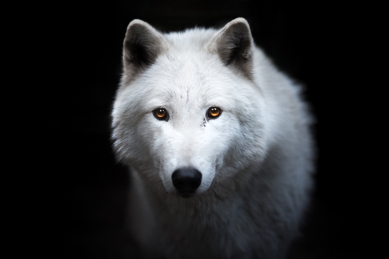 1080P, wolf, black background, portrait, look, face, white