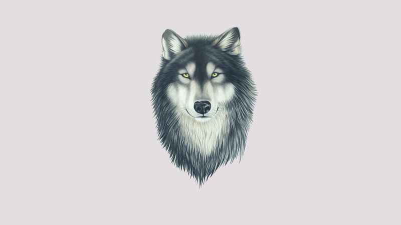 gray, one animal, face, look, animal, studio shot, pets, indoors, cut out, mammal, animal themes, animal body part, canine, white background, dog, animal head