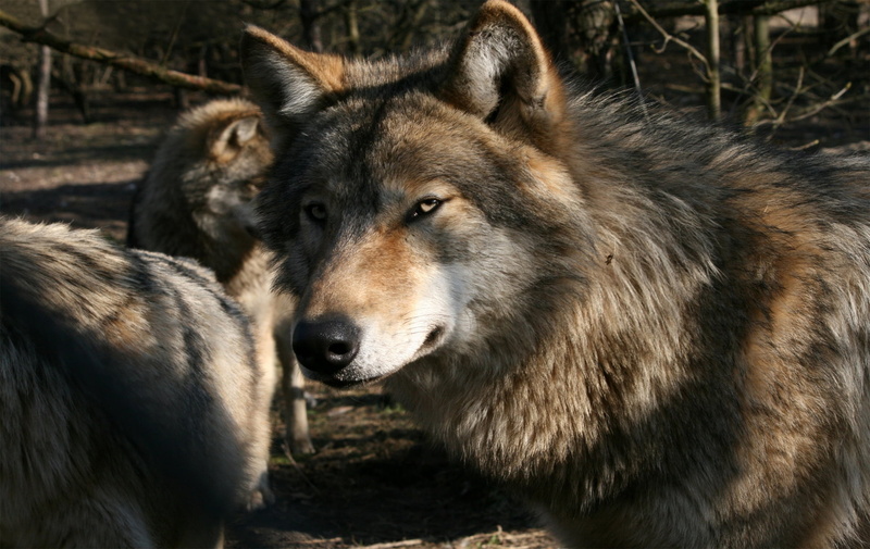 gray, dog, animal body part, 720P, domestic, predator, animal Head, animal, day, forest, animal wildlife, looking, fur, nature, canine, vertebrate, one animal