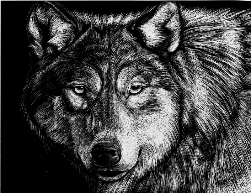 vertebrate, animal themes, canine, fox, animal body part, animal hair, portrait, aggression, animal wildlife, Face, illustration, Animals, black background