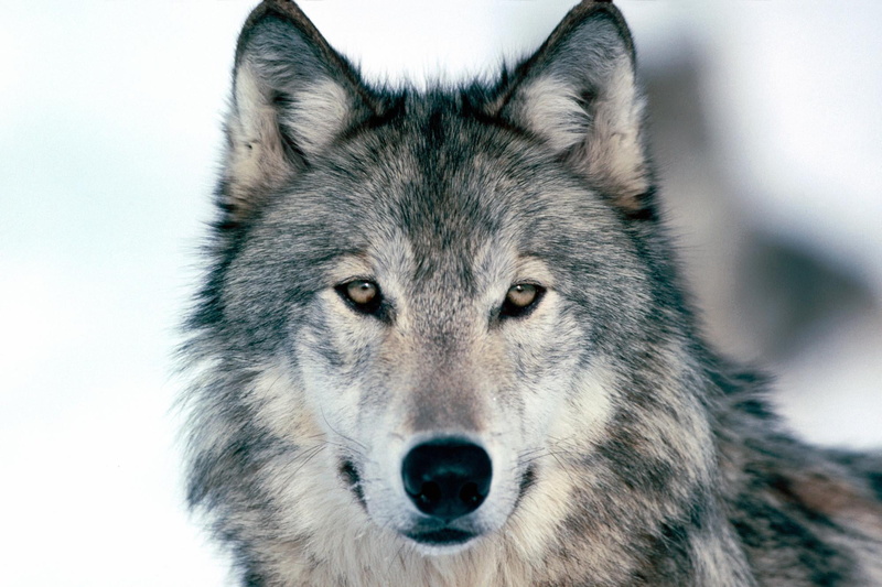 portrait, dog, vertebrate, winter, animal Themes, looking, 1080P, animals In The Wild, pets, animal wildlife, grey, snow, gray Wolf, domestic, mammal
