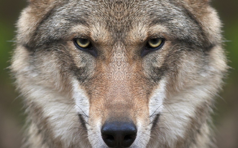wolf, 2K, face