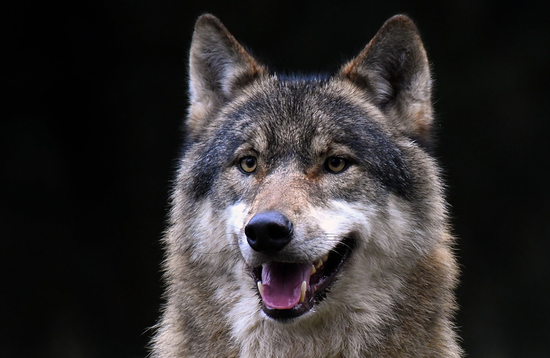 dog, animal eye, face, mouth, one animal, close-up, canine, aggression, looking at camera, animals in the wild, animal mouth, portrait, brown, no people