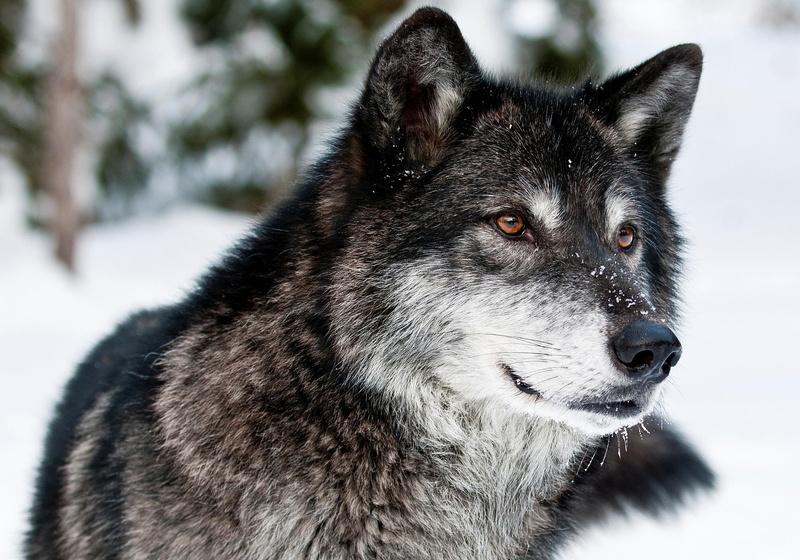 wolf, face, 2K, predator, eyes