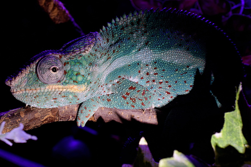 color, animal body part, nosy faly, animal wildlife, tropical, reptile, terrarium animals, close-up, no people, animal eye, lizards, animal themes, insect eater